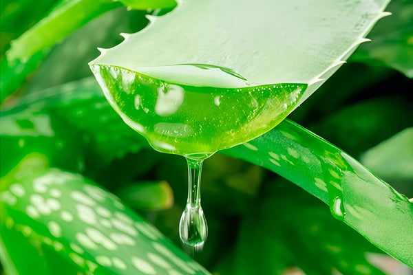 Aloe-Vera
